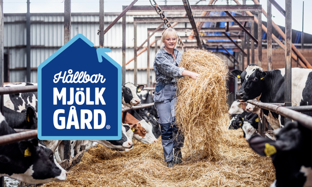 En kvinnlig bonde som strör ut hö till kor samt en symbol för Hållbar mjölkgård